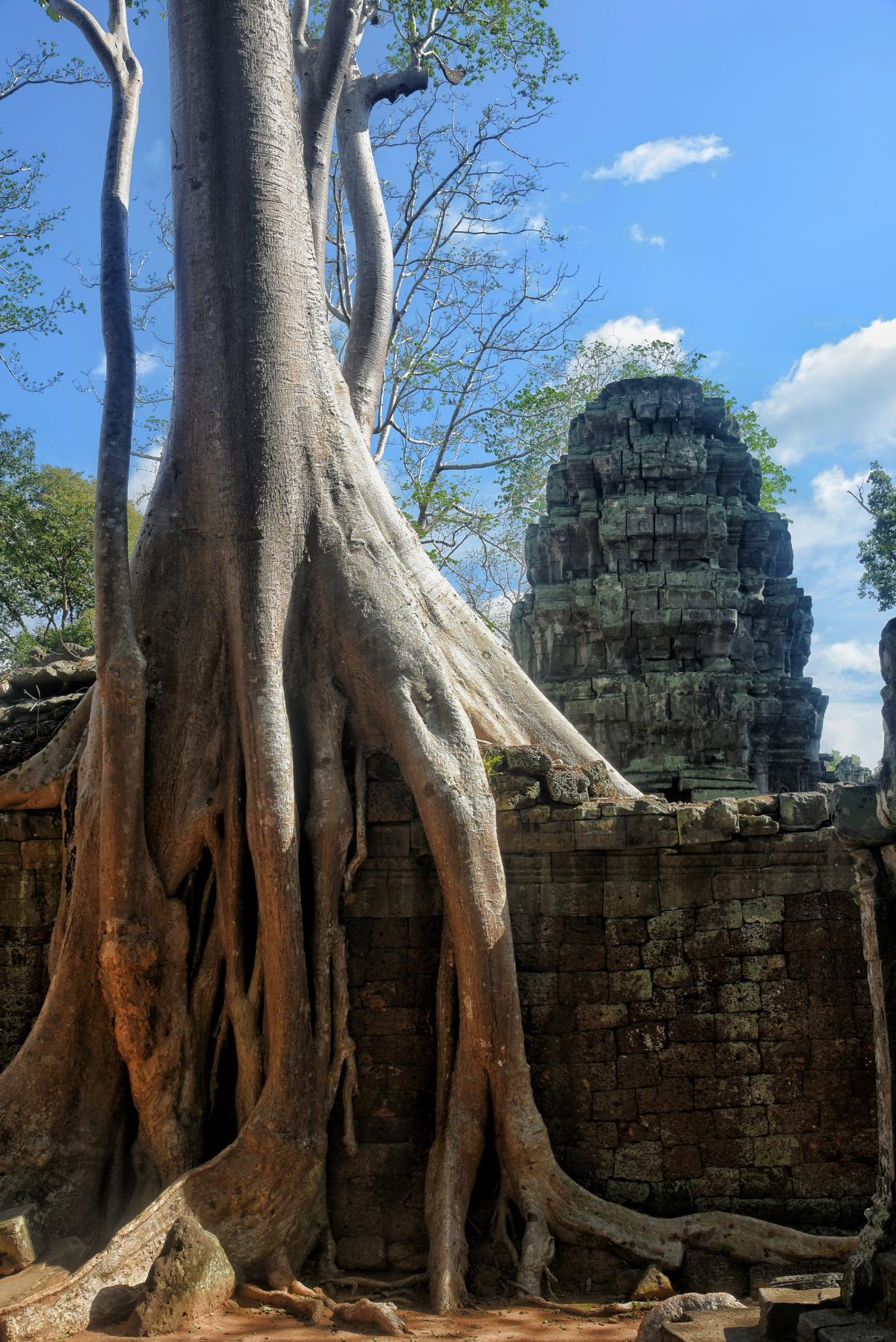 Tree roots embracing the stone walls of Ta Prohm